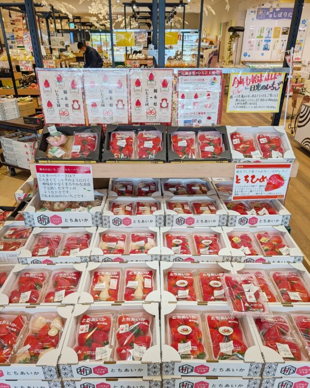 おはようございます!
ニコニコマルシェの橋本です

本日も日光産のイチゴが沢山入荷してます🍓
毎年人気の紅白パックもございますよ

画像では『とちあいか』が多いですが
『スカイベリー』や『とちひめ』、『とちおとめ』なども並んでおります💁

栃木県のイチゴをお求めの際は是非お立ち寄りください✨

#道の駅日光 #ニコニコ本陣 #道の駅 #栃木旅行 #日光旅行 #鬼怒川温泉 #いちご王国栃木 #TOCHIGI #NIKKO